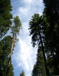 uptrees.jpg