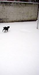snowdash.jpg