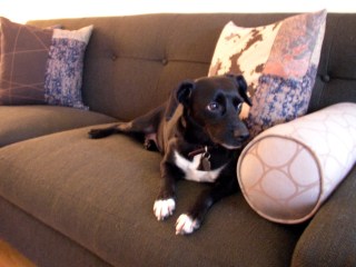 newcouch.jpg