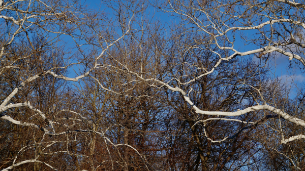 DSC03242 DSC03242